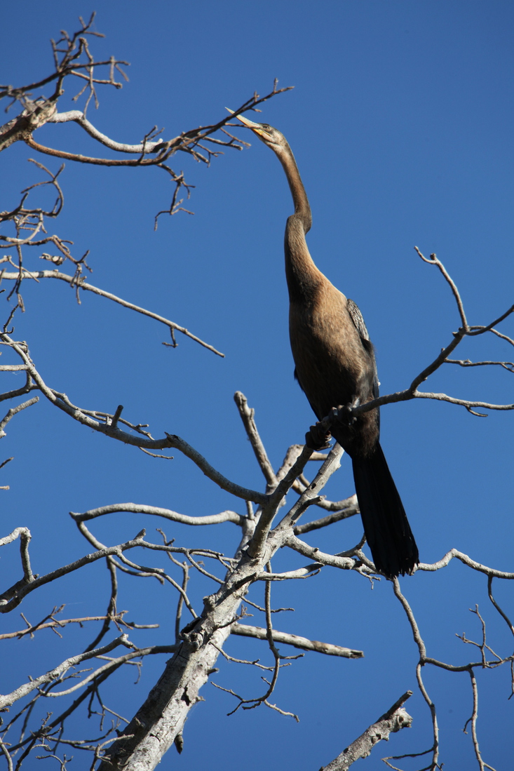 Inner Delta: Afrikaanse Slangenhalsvogel (Anhinga Rufa).0112
