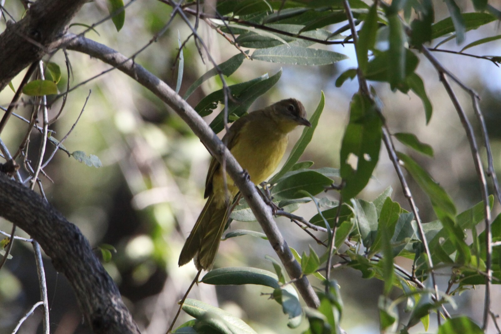 Inner Delta: Geelborst Buulbuul (Chlorocichla Flaviventris).0127