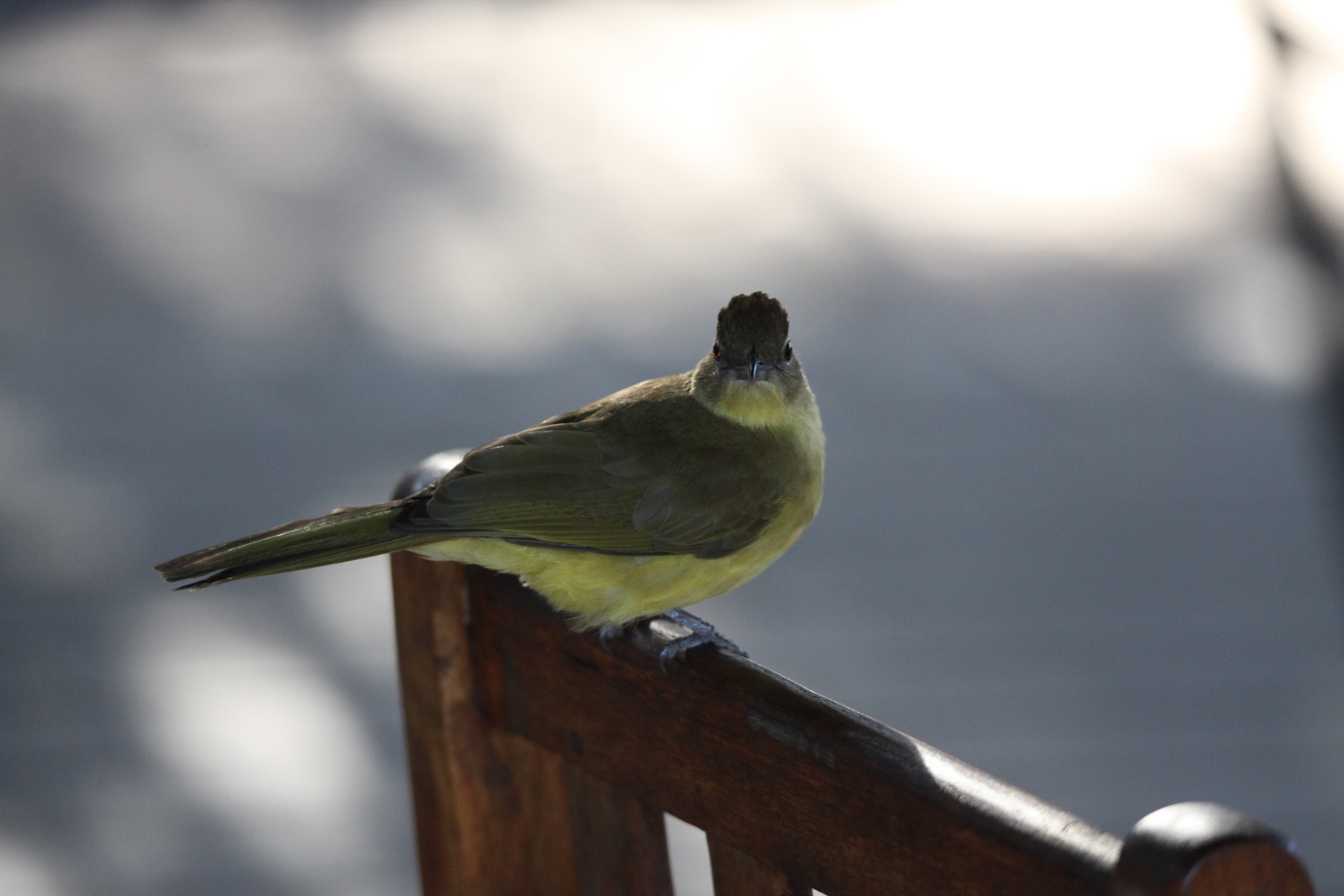 Inner Delta: Geelborst Buulbuul (Chlorocichla flaviventris).0129