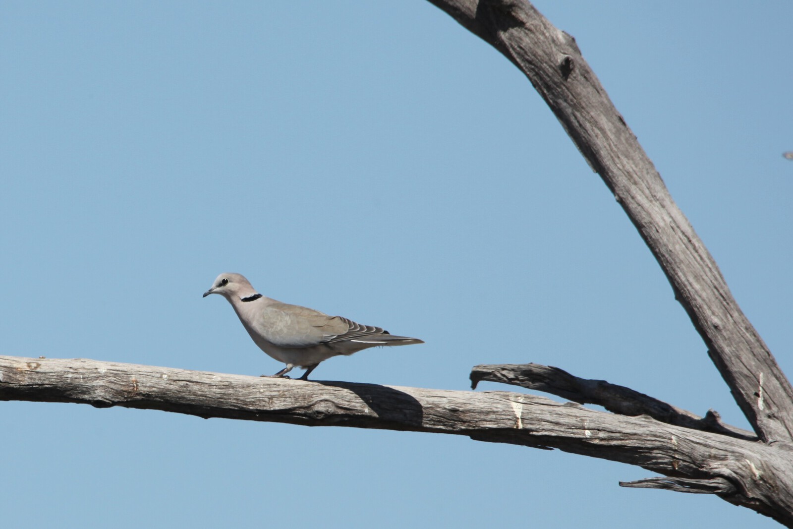 Khwai: Kaapse Tortel (Streptopelia Capicola).0175
