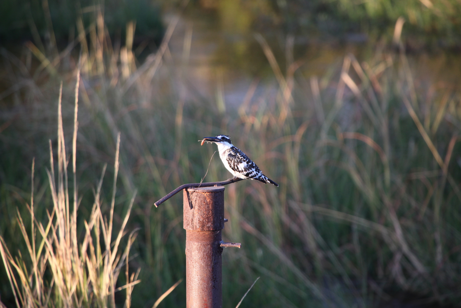 Moremi: Bonte IJsvogel (Ceryle Rudis).0258