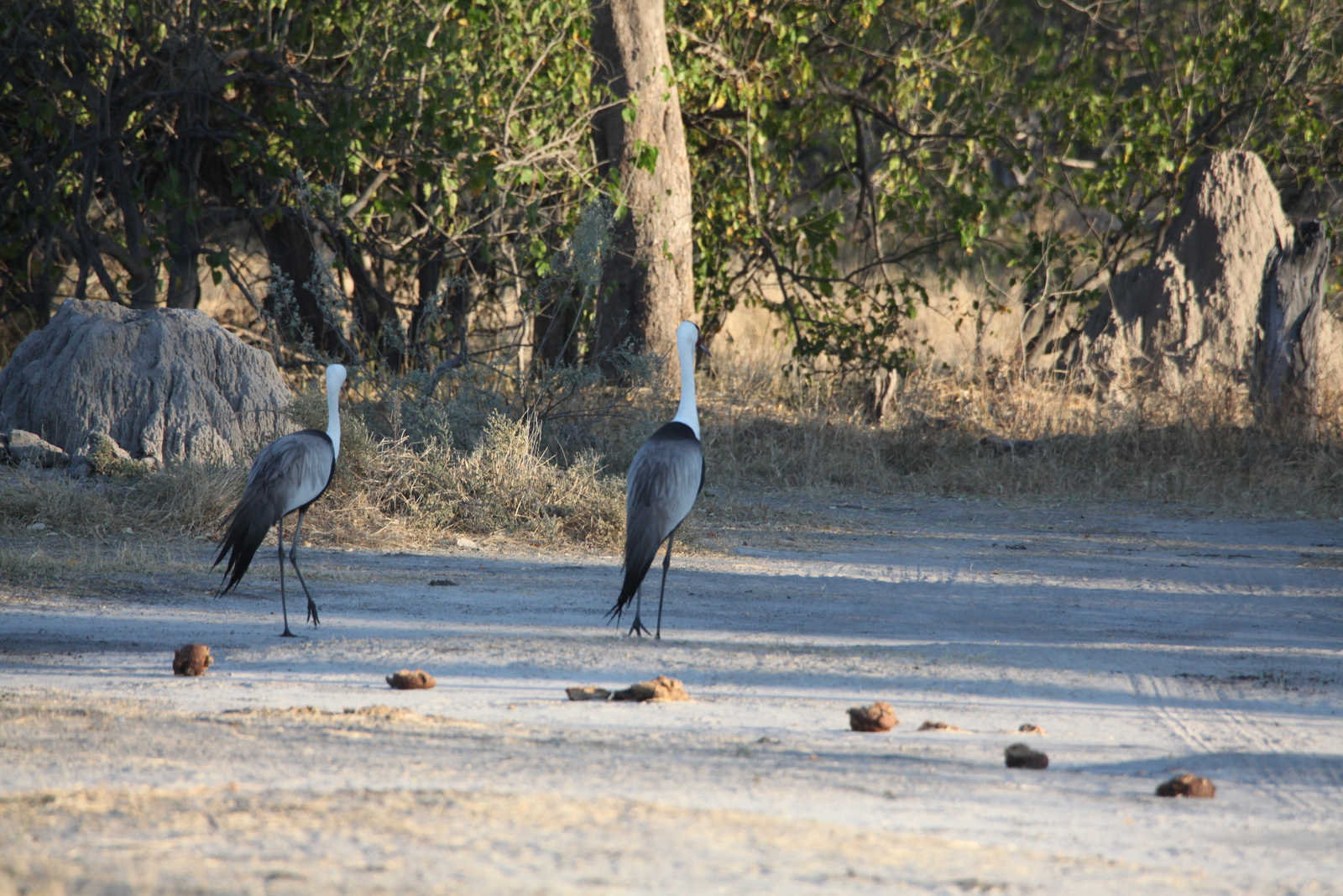 Moremi: Lelkraanvogel (Bugeranus Carunculata).0264