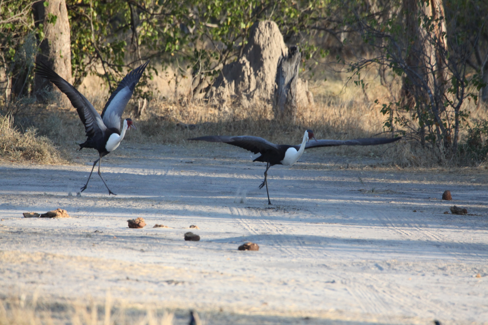 Moremi: Lelkraanvogel (Bugeranus Carunculata).0265