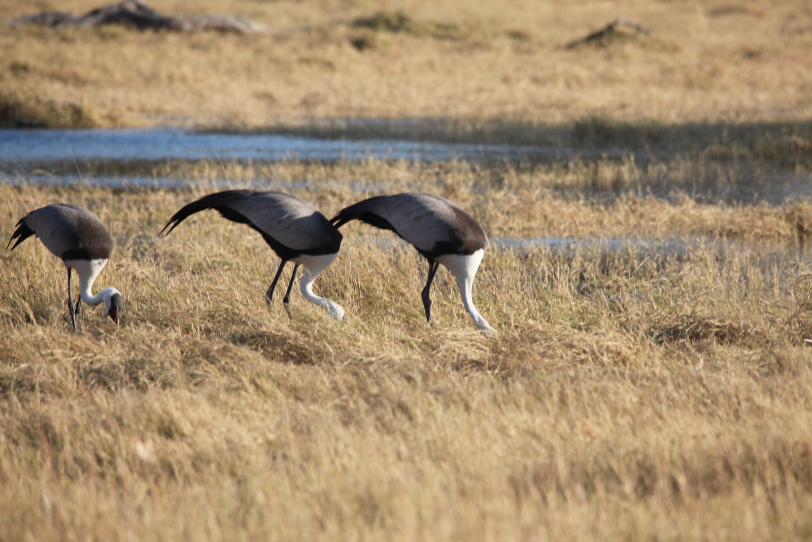 Moremi: Lelkraanvogel (Bugeranus Carunculata).0292