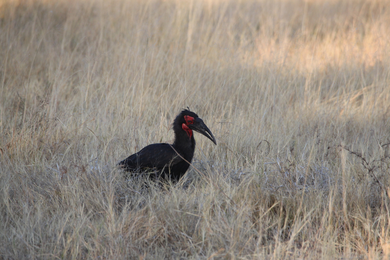 Moremi: Zuidelijke Hoornraaf (Bucorvus Leadbeateri).0274