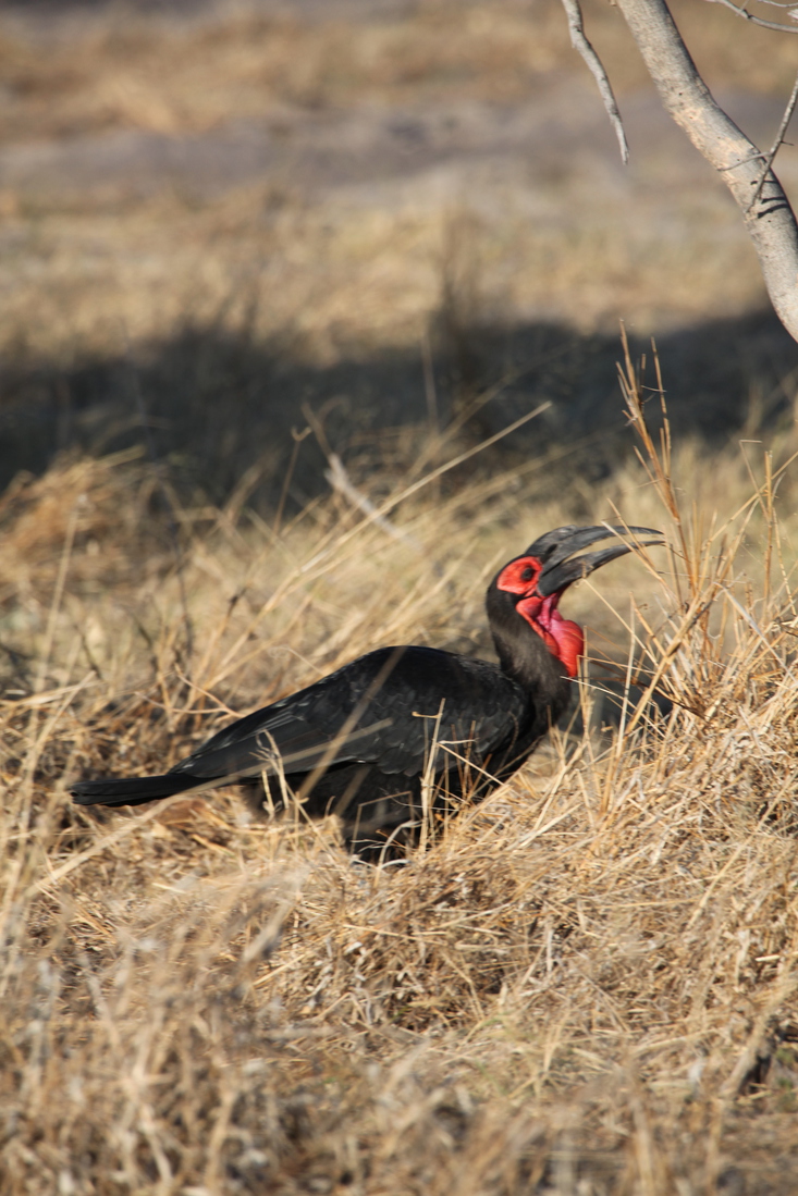 Moremi: Zuidelijke Hoornraaf (Bucorvus Leadbeateri).0493