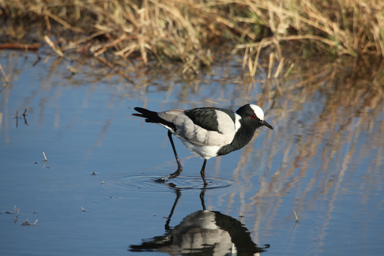 Moremi: Smidsplevier (Vanellus Armatus).0288