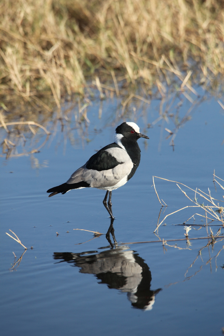 Moremi: Smidsplevier (Vanellus Armatus).0291
