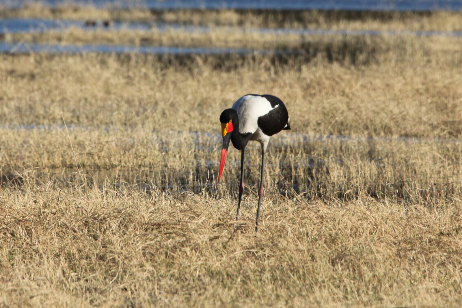 Moremi: Zadelbekooievaar (Ephippiorhynchus Senegalensis).0301