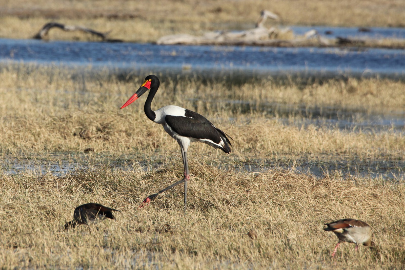 Moremi: Zadelbekooievaar (Ephippiorhynchus Senegalensis).0305