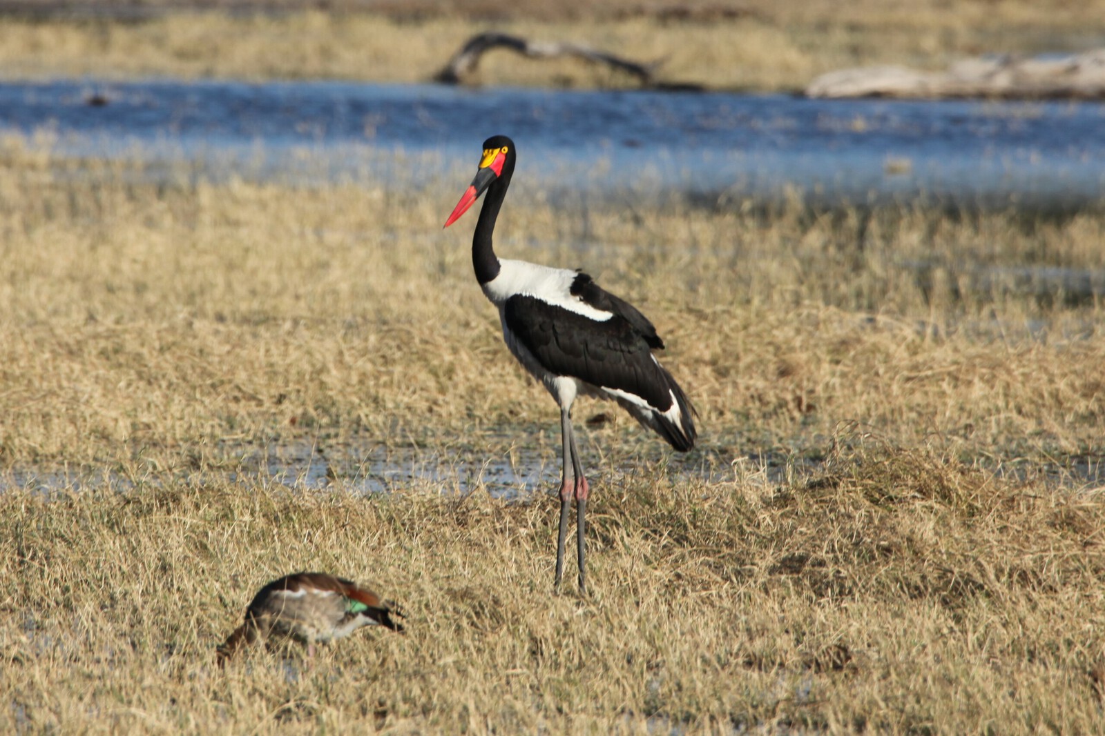 Moremi: Zadelbekooievaar (Ephippiorhynchus Senegalensis).0307