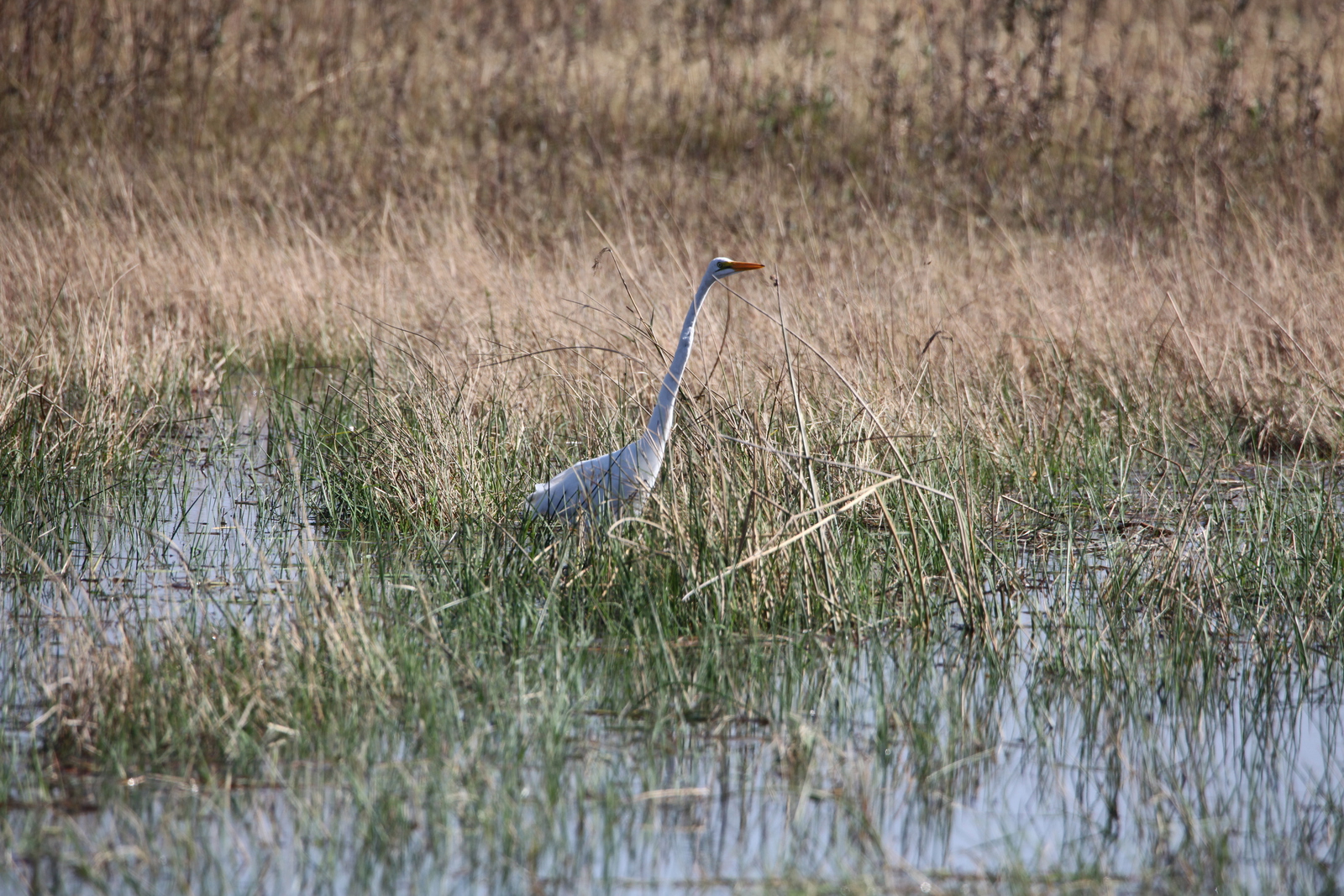 Moremi: Grote Zilverreiger (Casmerodius Albus).0389