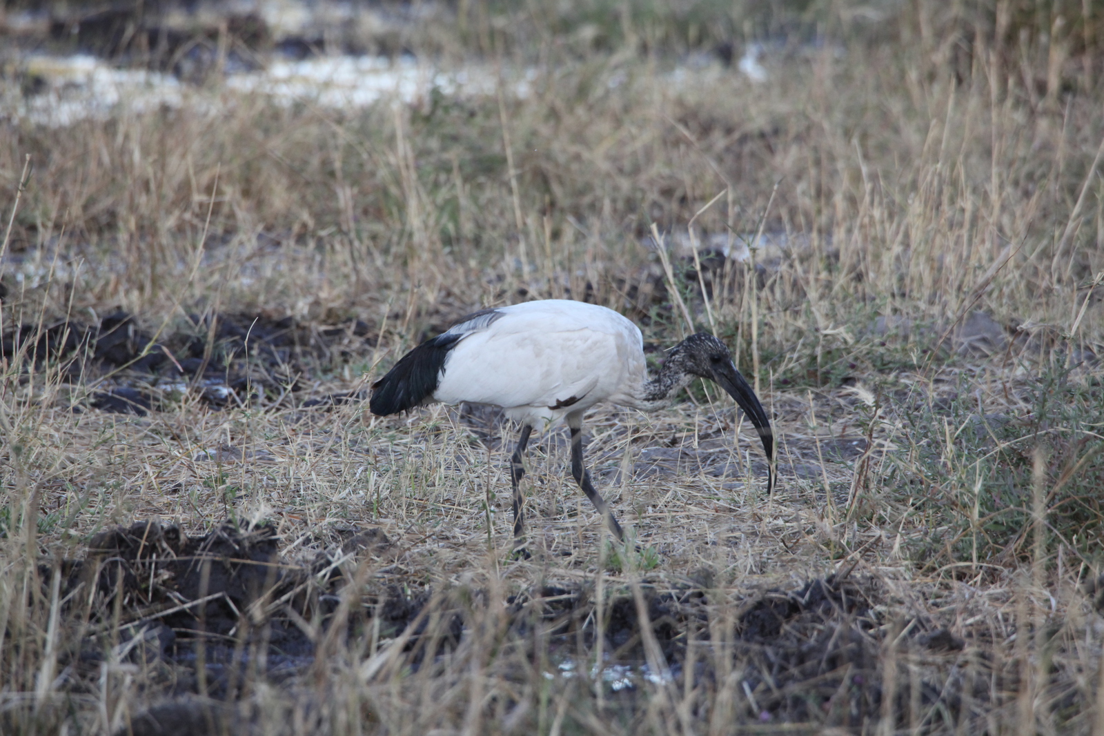 Moremi: Heilige Ibis (Threskiornis Aethiopicus).0424