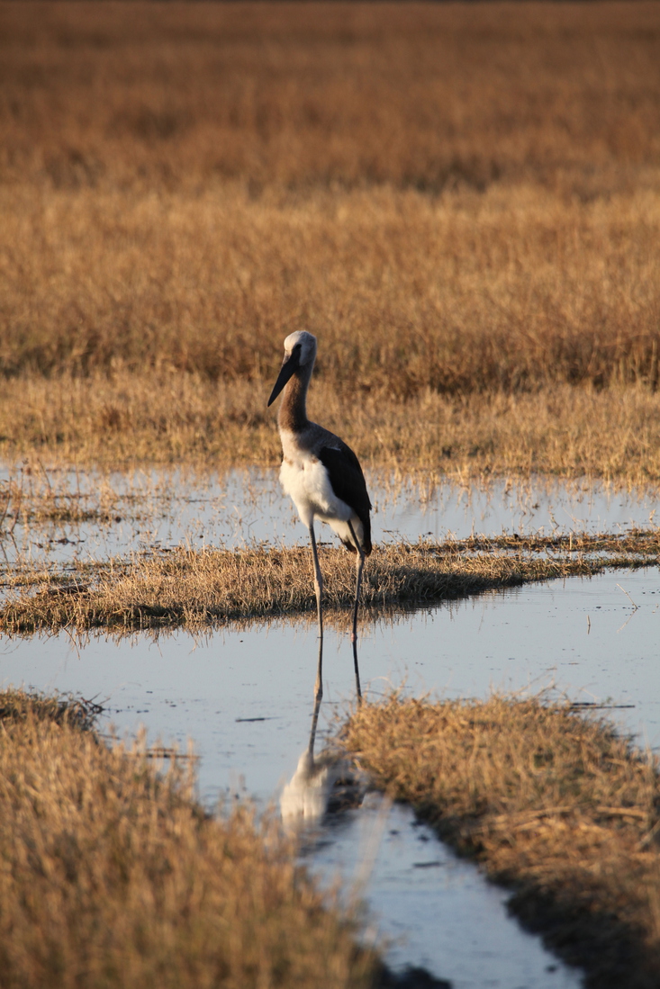 Moremi: Afrikaanse Bisschopsooievaar (Ciconia Microscelis).0442