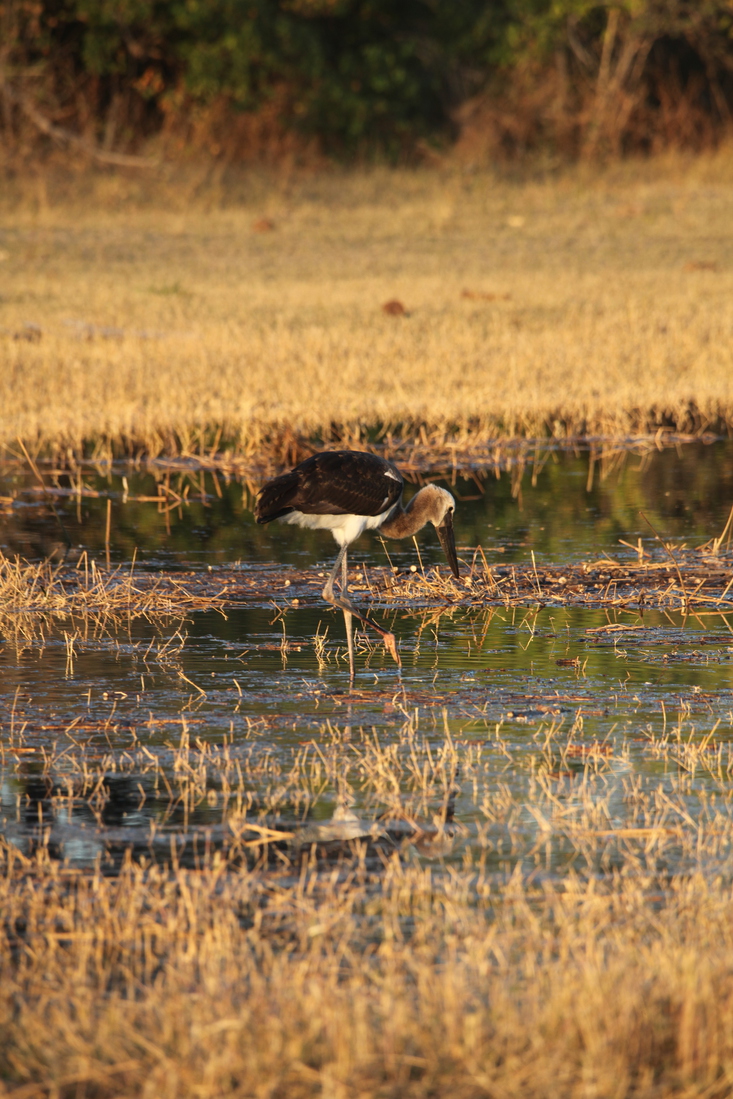 Moremi: Afrikaanse Bisschopsooievaar (Ciconia Microscelis).0452