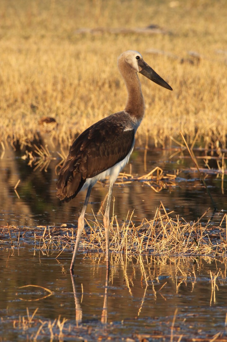 Moremi: Afrikaanse Bisschopsooievaar (Ciconia Microscelis).0456