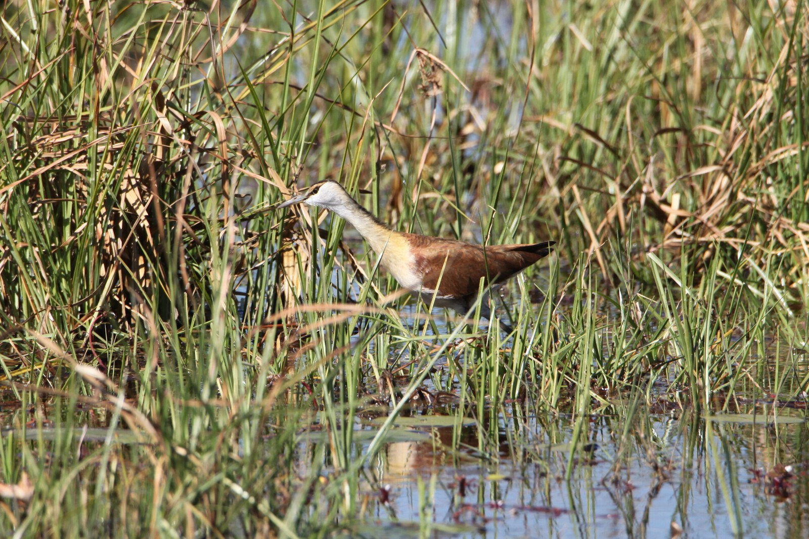 Moremi: Dwergjacana (Microparra capensis).0548
