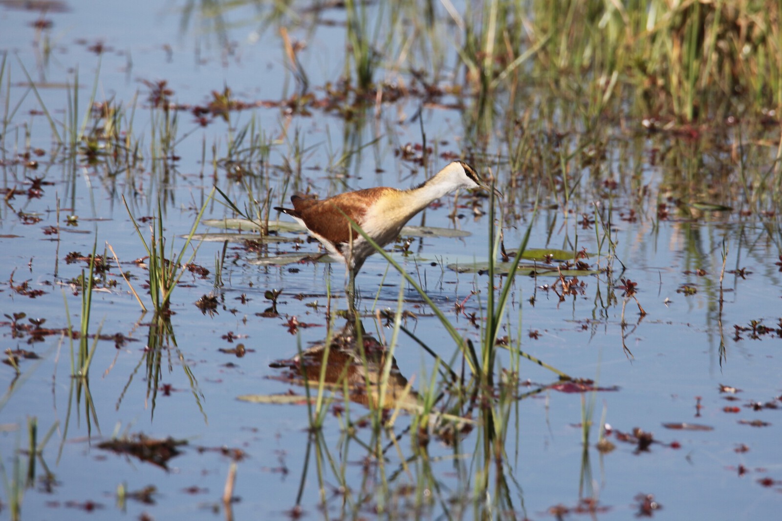 Moremi: Dwergjacana (Microparra capensis).0552
