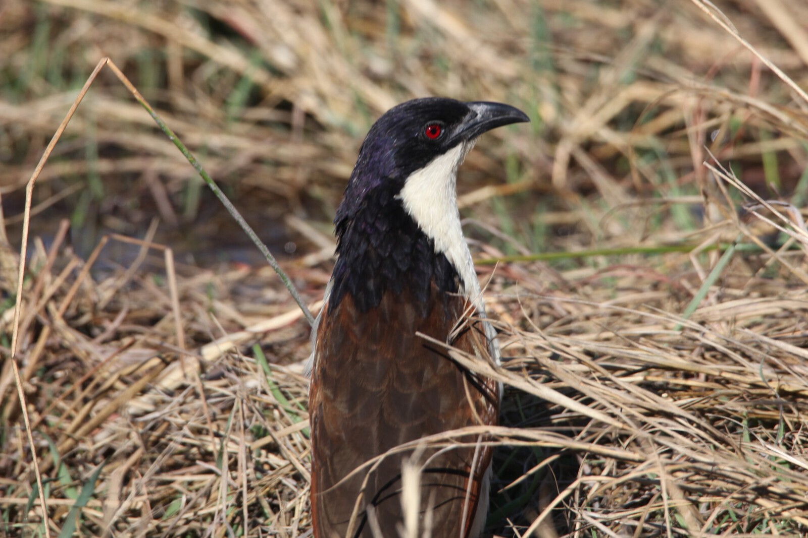 Moremi: Koperstaartspoorkoekoek (Centropus Cupreicaudus).0518