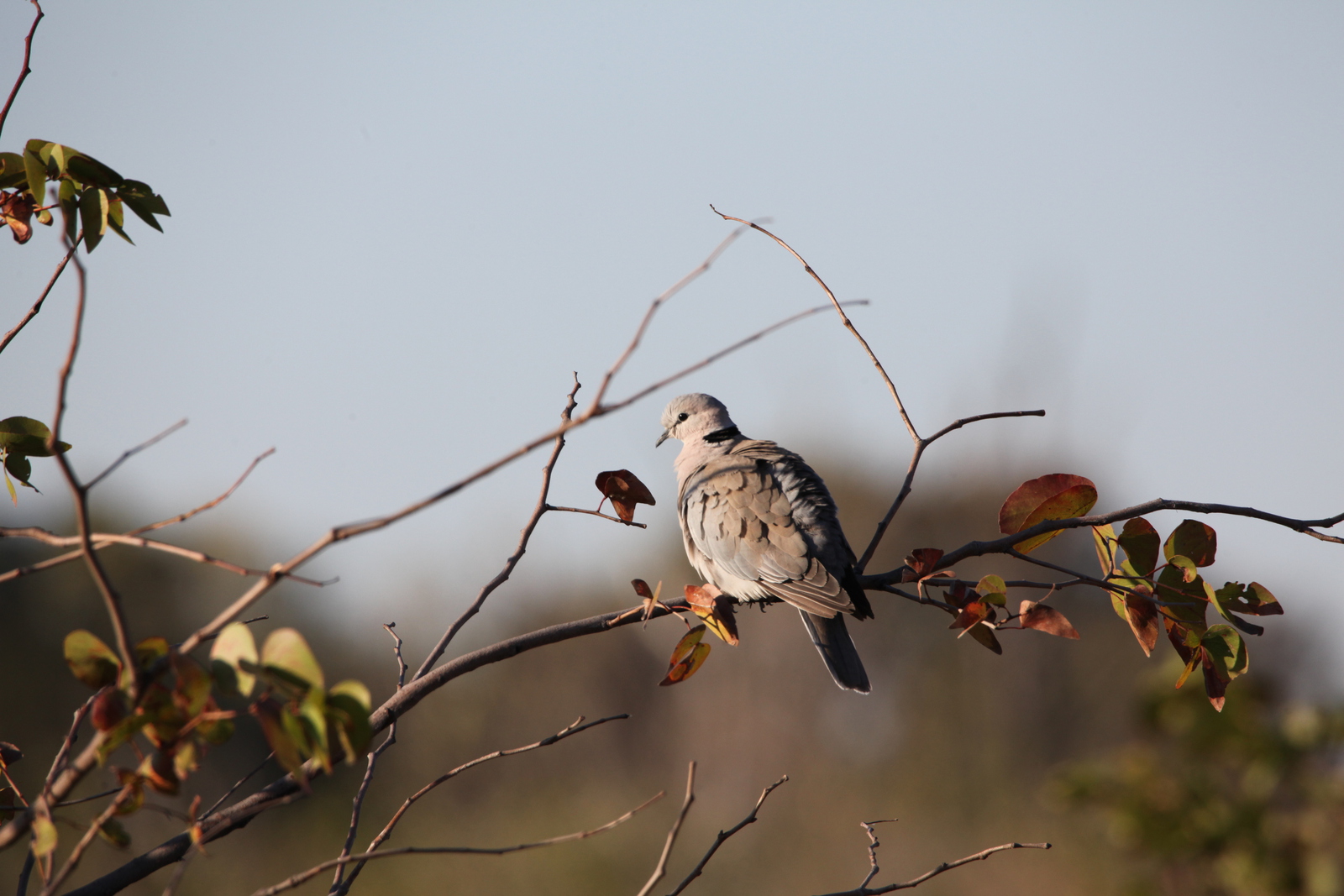 Moremi: Kaapse Tortel (Streptopelia Capicola).0482