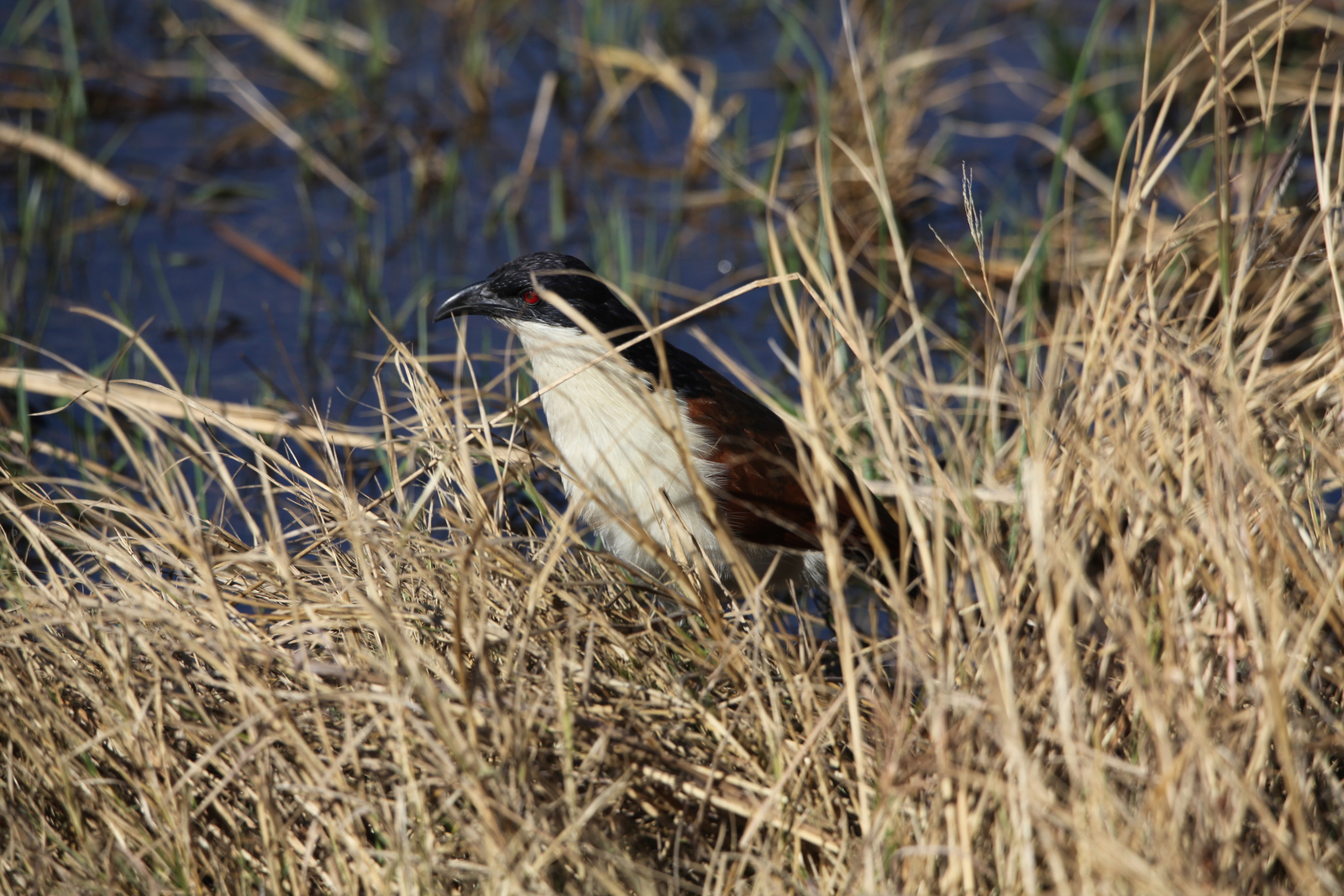 Moremi: Koperstaartspoorkoekoek (Centropus Cupreicaudus).0522