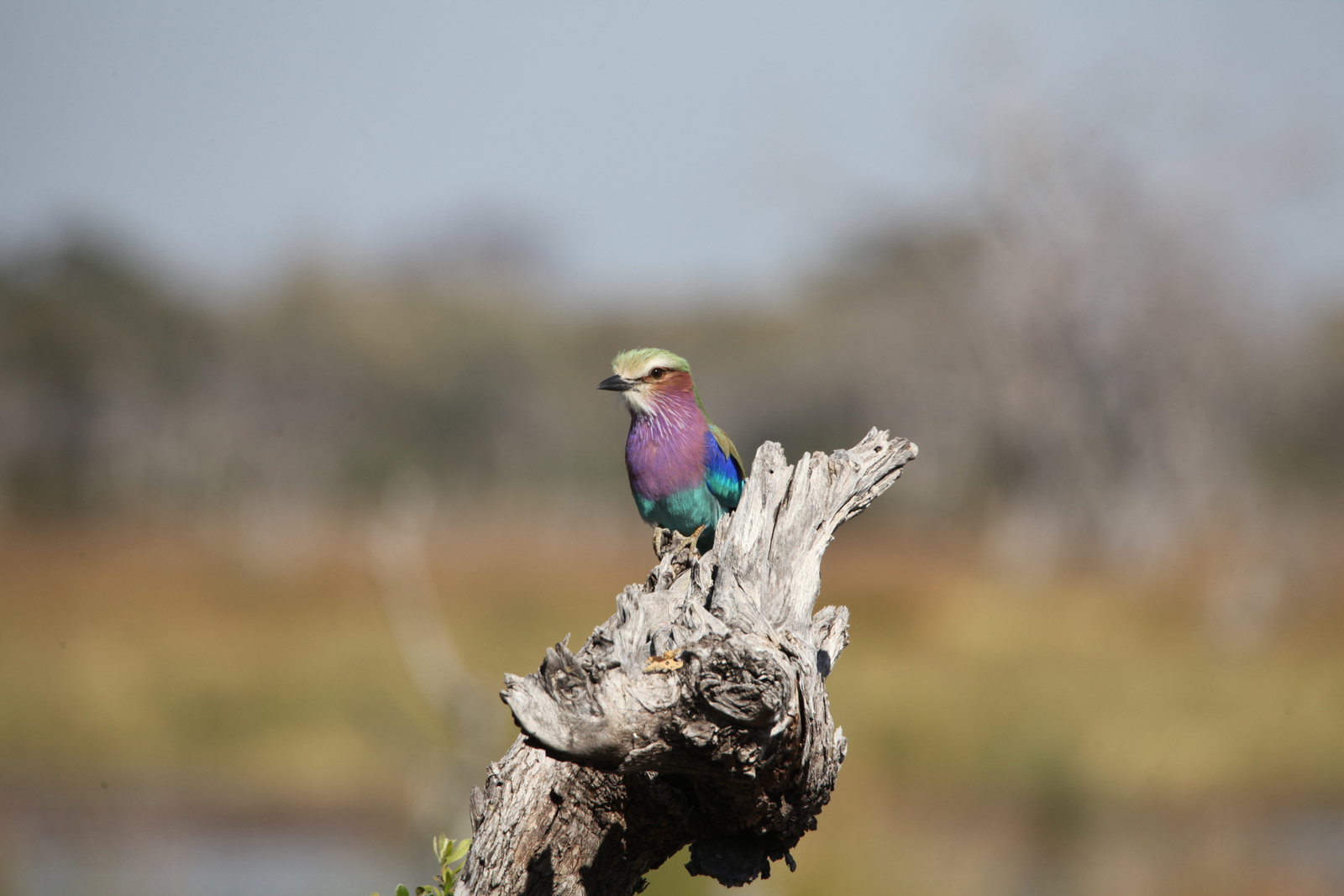 Moremi: Vorkstaartscharrelaar (Coracias Caudatus).0528