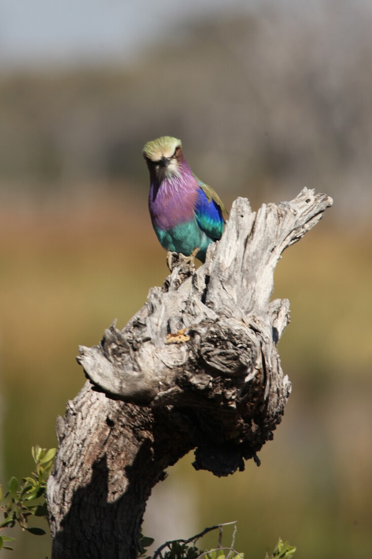 Moremi: Vorkstaartscharrelaar (Coracias Caudatus).0536