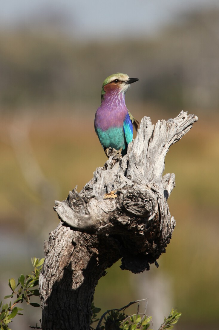 Moremi: Vorkstaartscharrelaar (Coracias Caudatus).0543