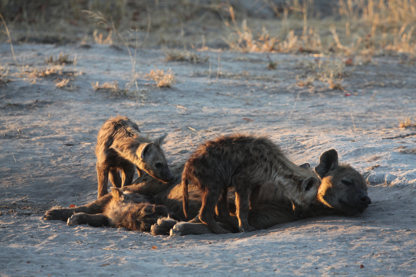 Khwai: Gevlekte Hyena (Crocuta Crocuta).0685
