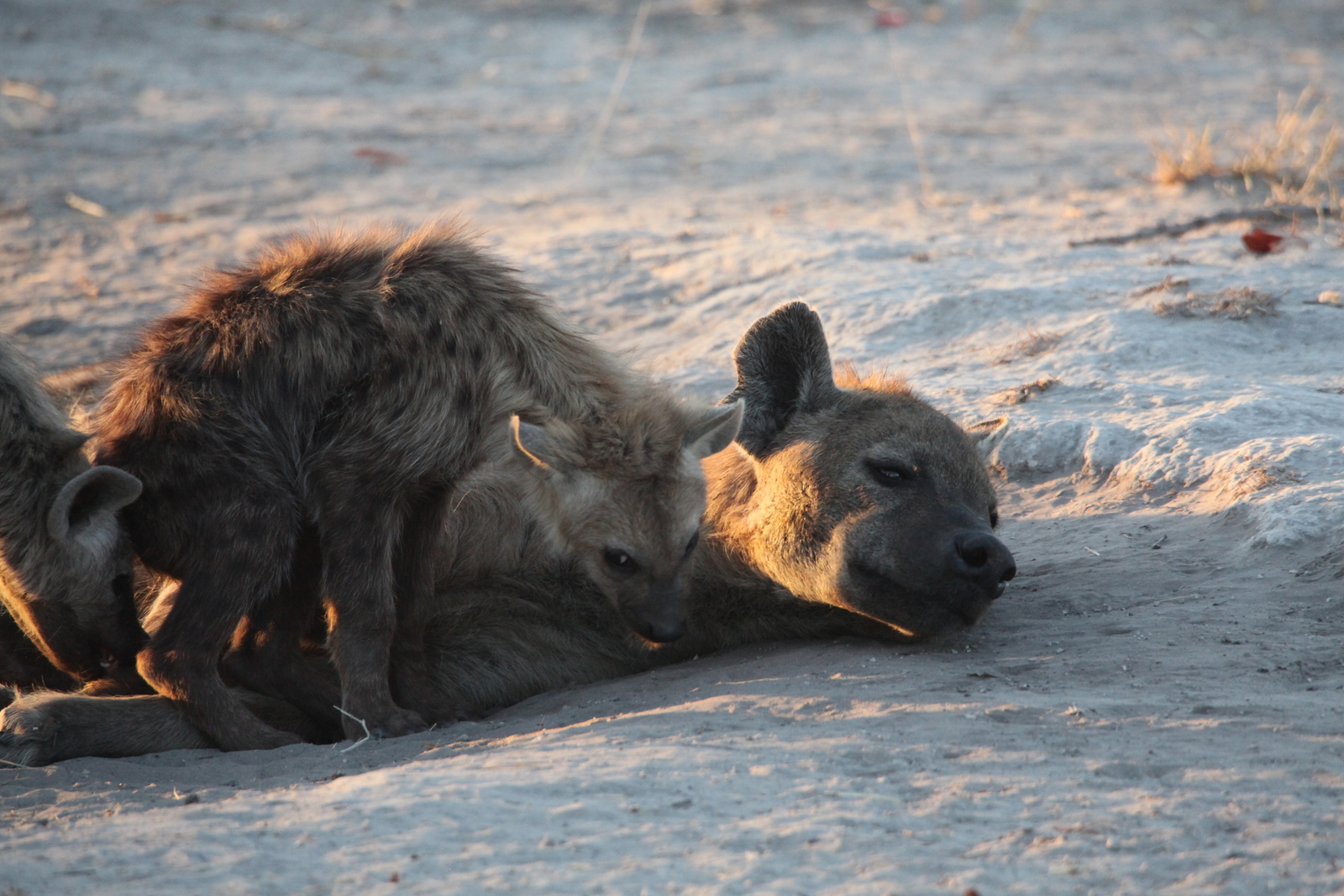 Khwai: Gevlekte Hyena (Crocuta Crocuta).0686
