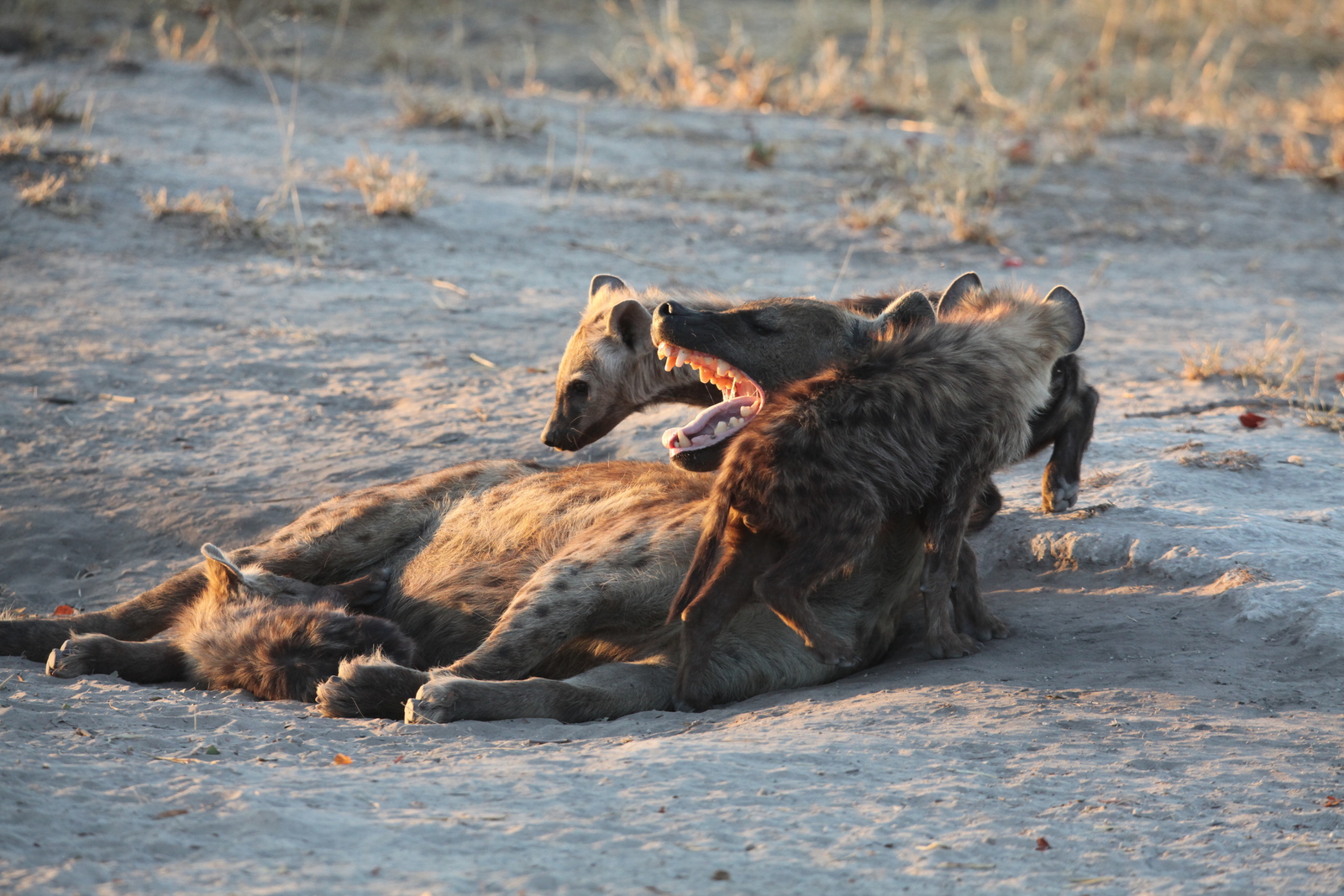 Khwai: Gevlekte Hyena (Crocuta Crocuta).0694