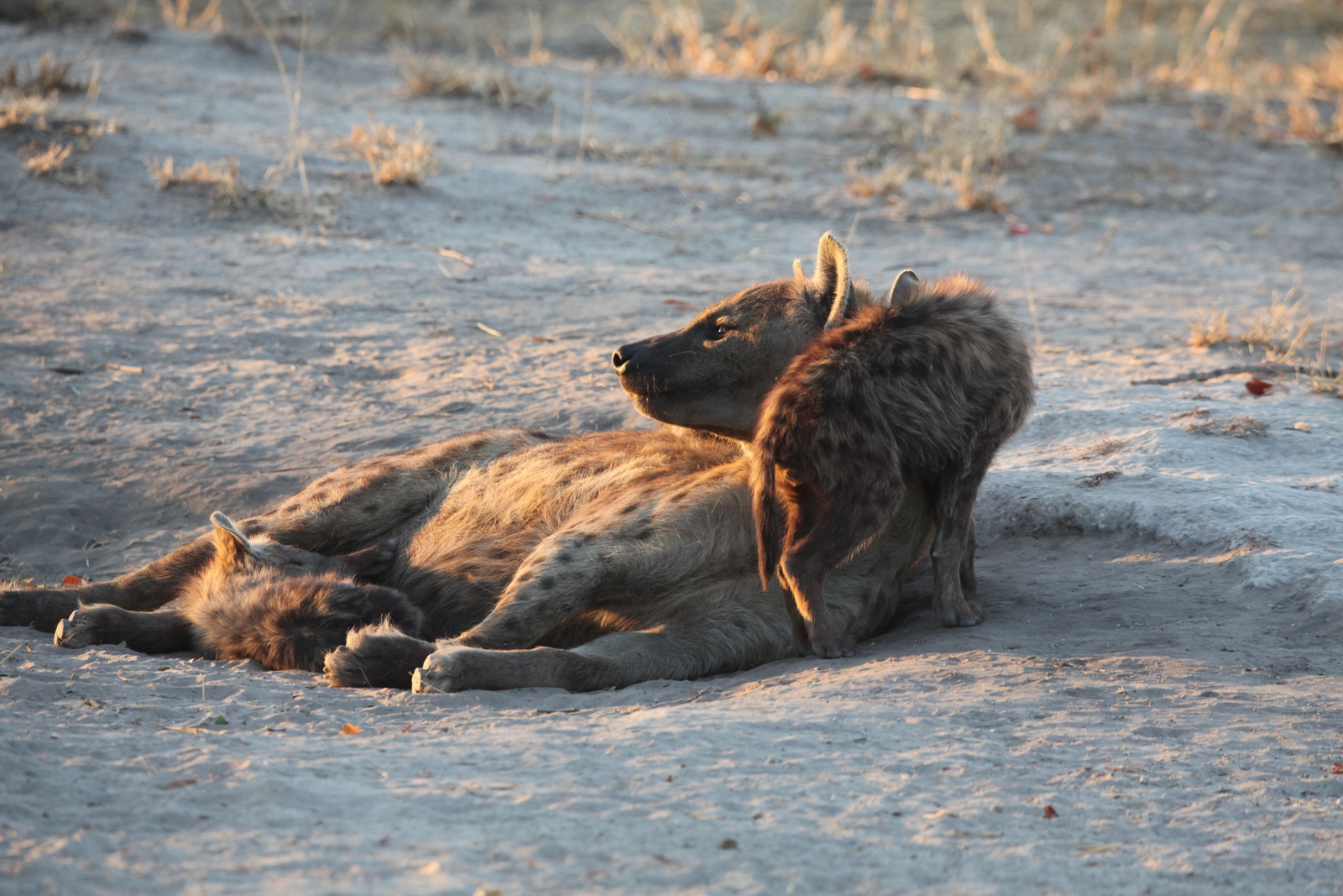 Khwai: Gevlekte Hyena (Crocuta Crocuta).0696