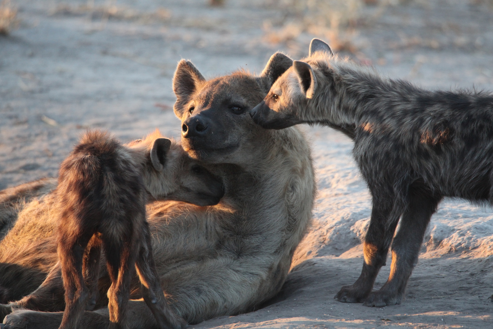 Khwai: Gevlekte Hyena (Crocuta Crocuta).0706