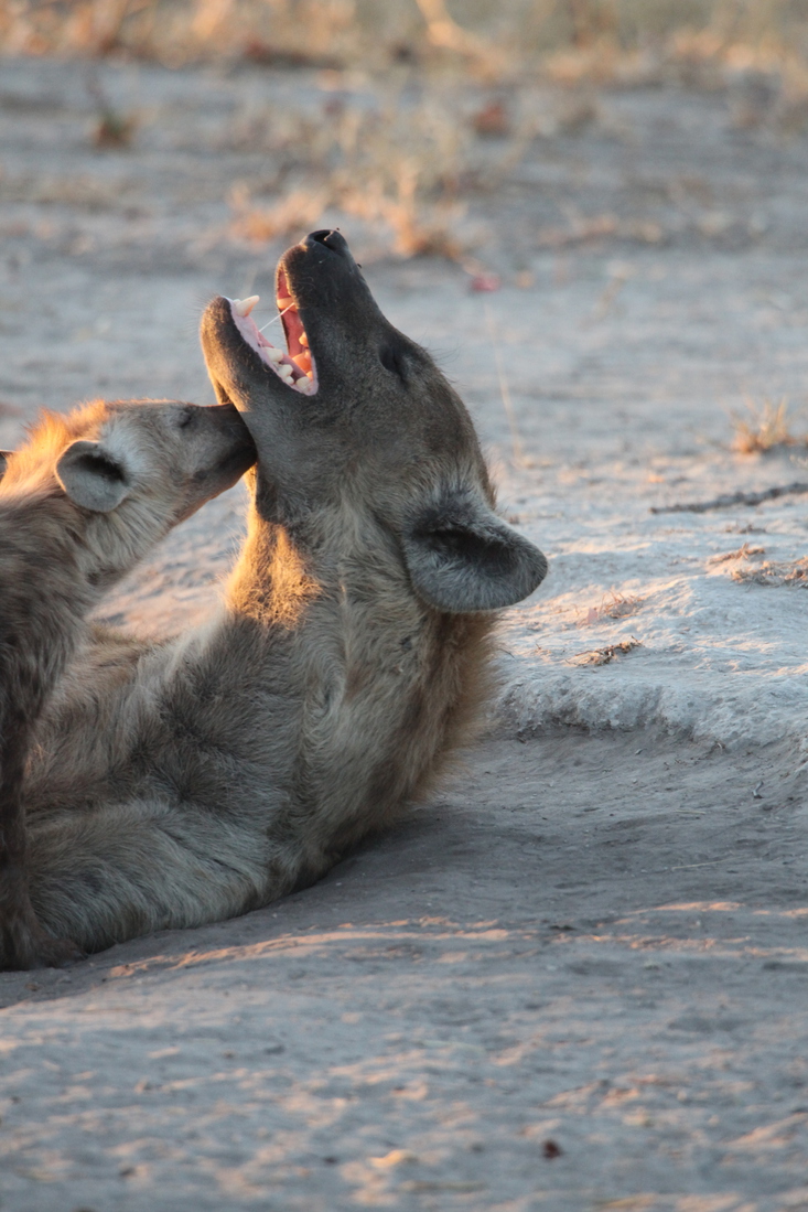 Khwai: Gevlekte Hyena (Crocuta Crocuta).0711