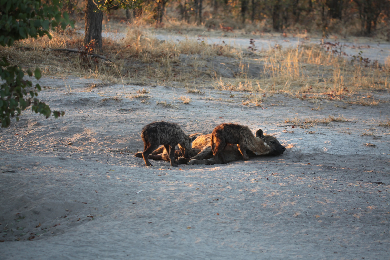 Khwai: Gevlekte Hyena (Crocuta Crocuta).0713