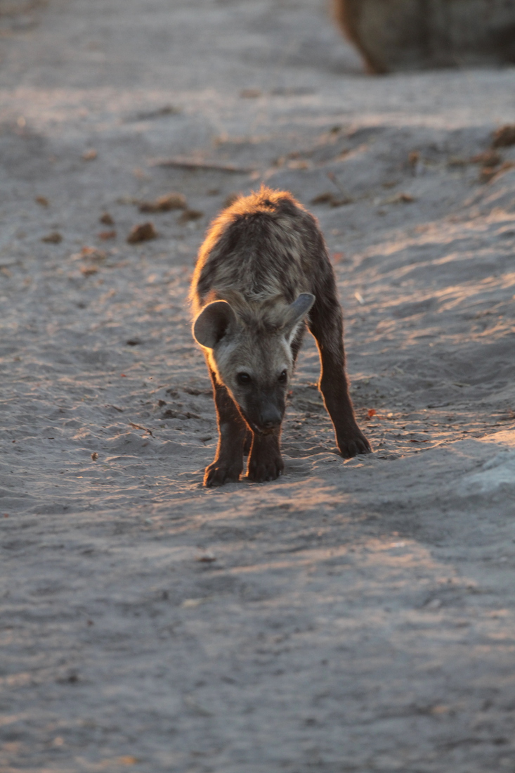 Khwai: Gevlekte Hyena (Crocuta Crocuta).0727