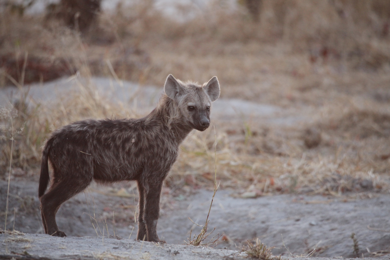 Khwai: Gevlekte Hyena (Crocuta Crocuta).0745