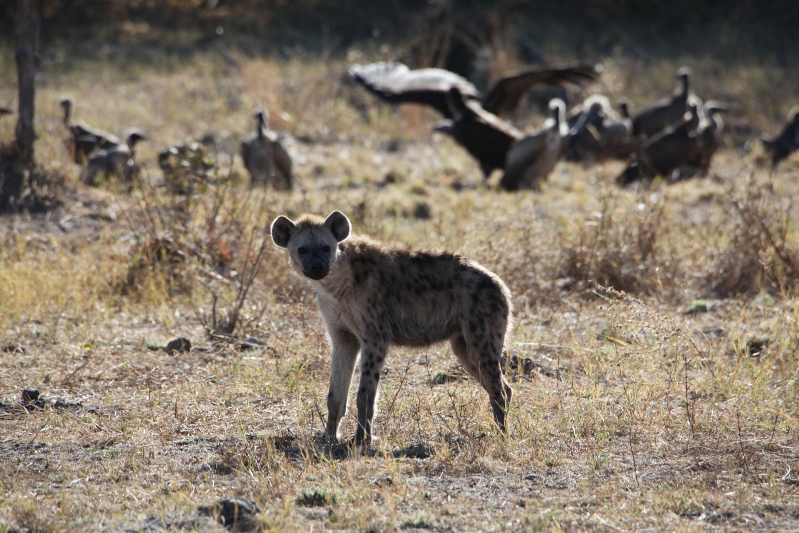 Khwai: Gevlekte Hyena (Crocuta Crocuta).0828