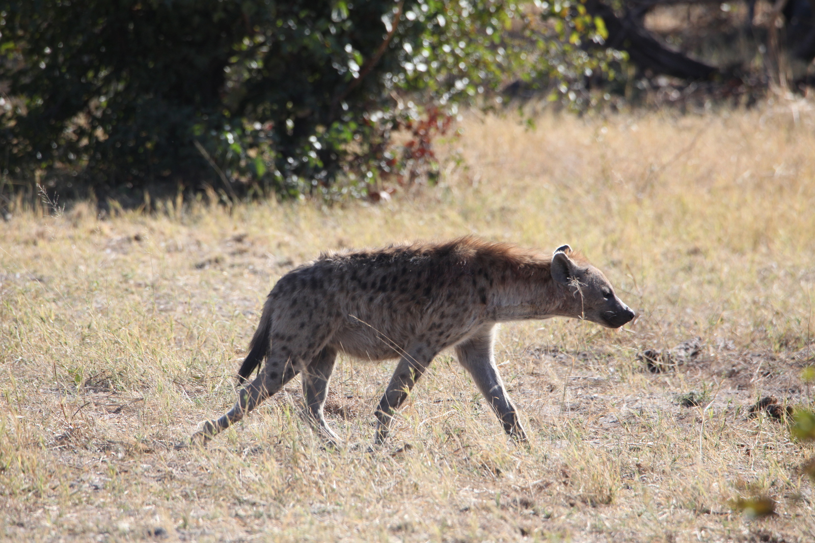 Khwai: Gevlekte Hyena (Crocuta Crocuta).0831