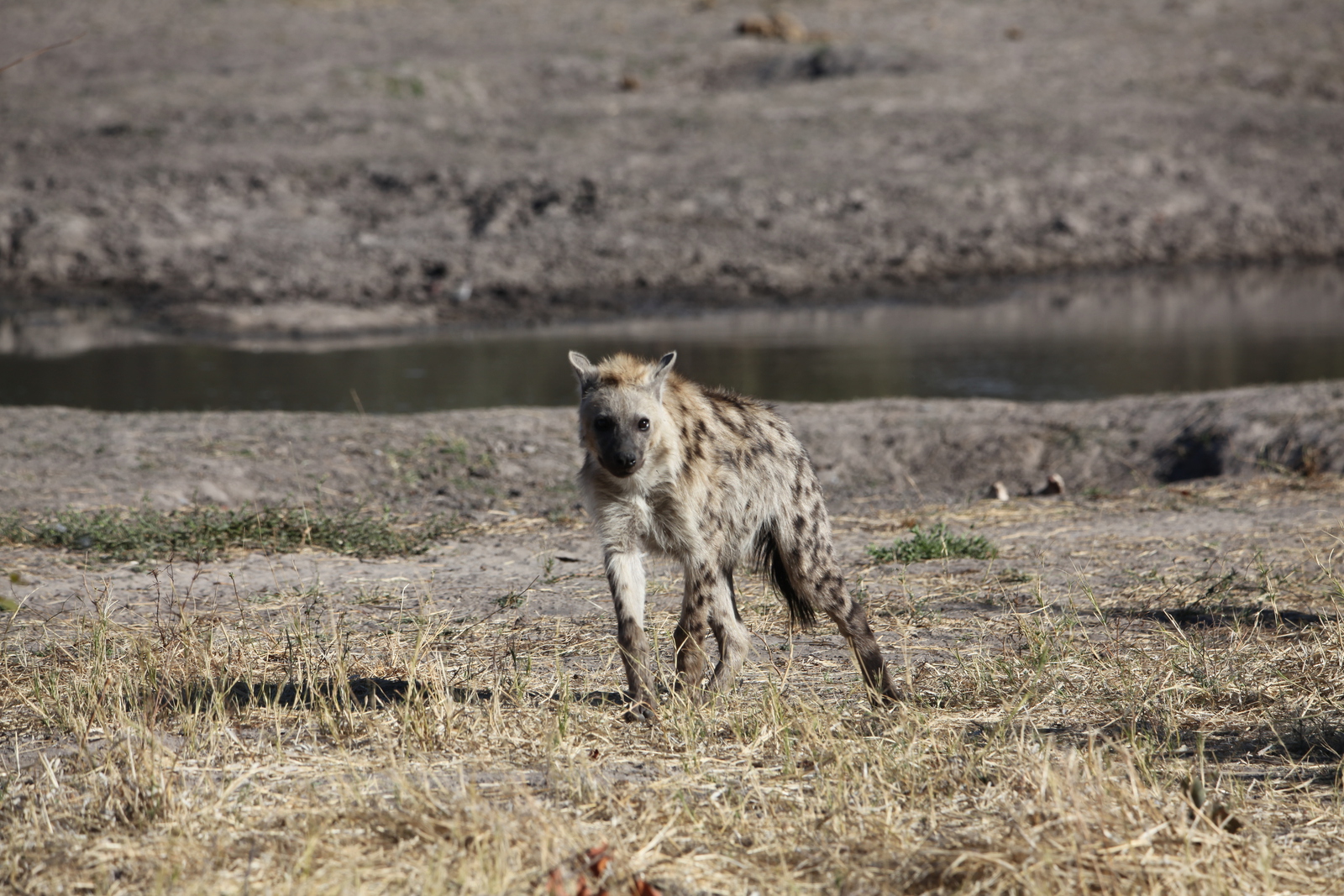 Khwai: Gevlekte Hyena (Crocuta Crocuta).0833