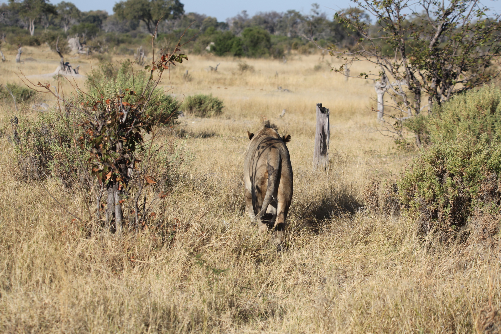 Khwai: Leeuw ( Panthera Leo).0667