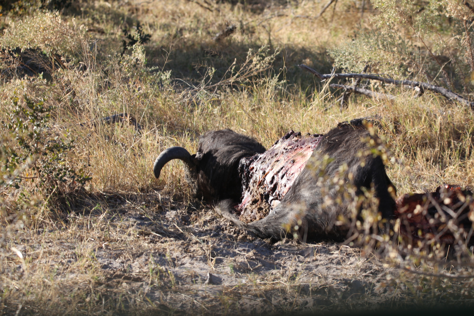 Khwai: Leeuw ( Panthera Leo).0668