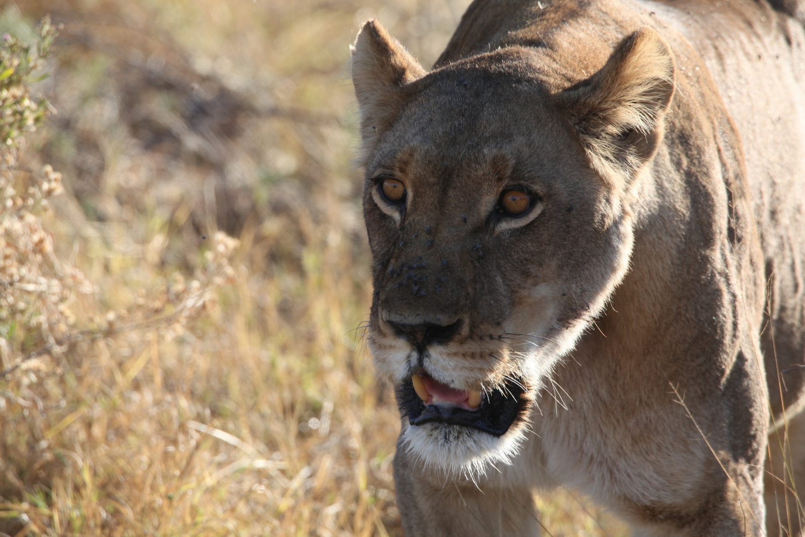 Khwai: Leeuw ( Panthera Leo).0672
