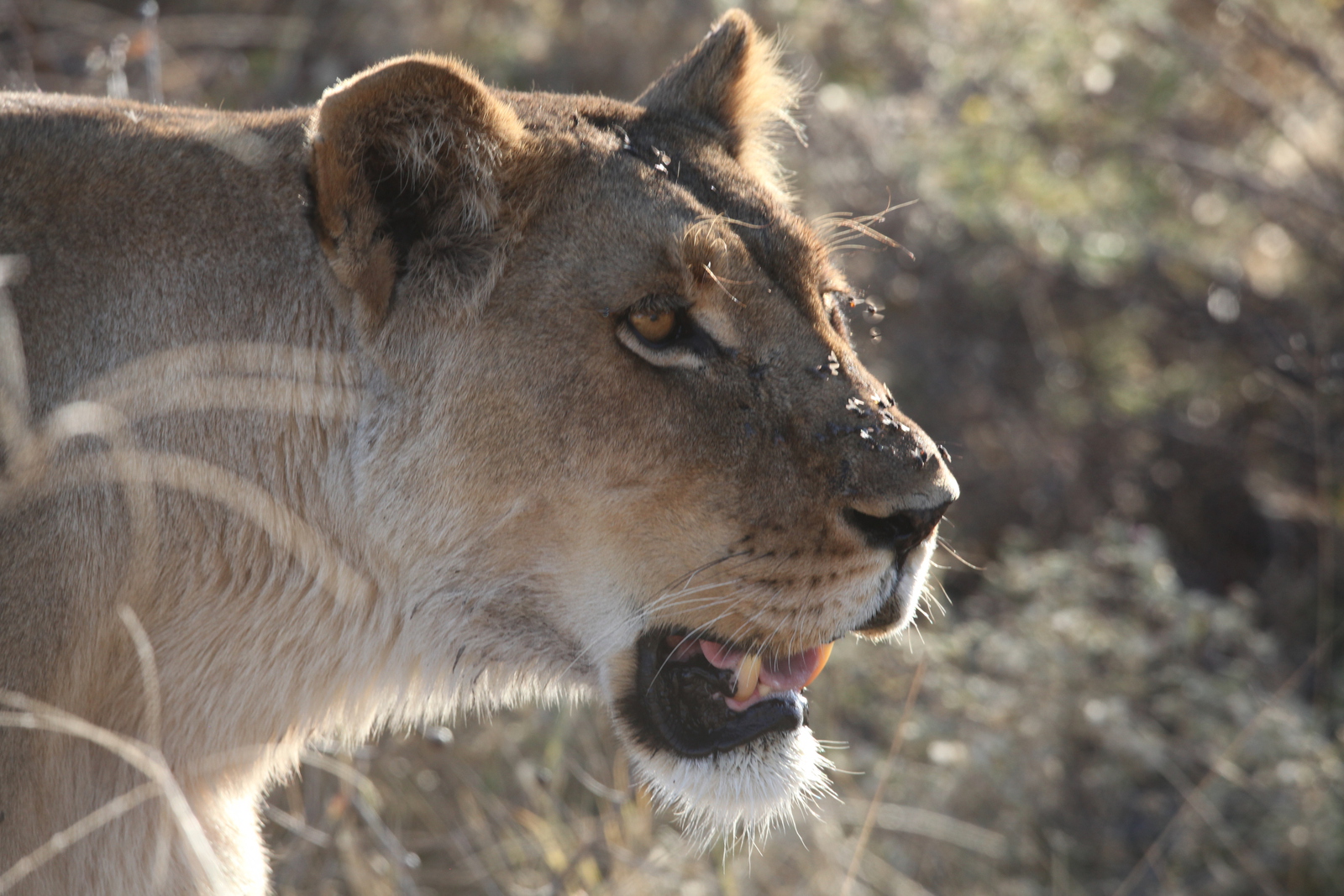 Khwai: Leeuw ( Panthera Leo).0673