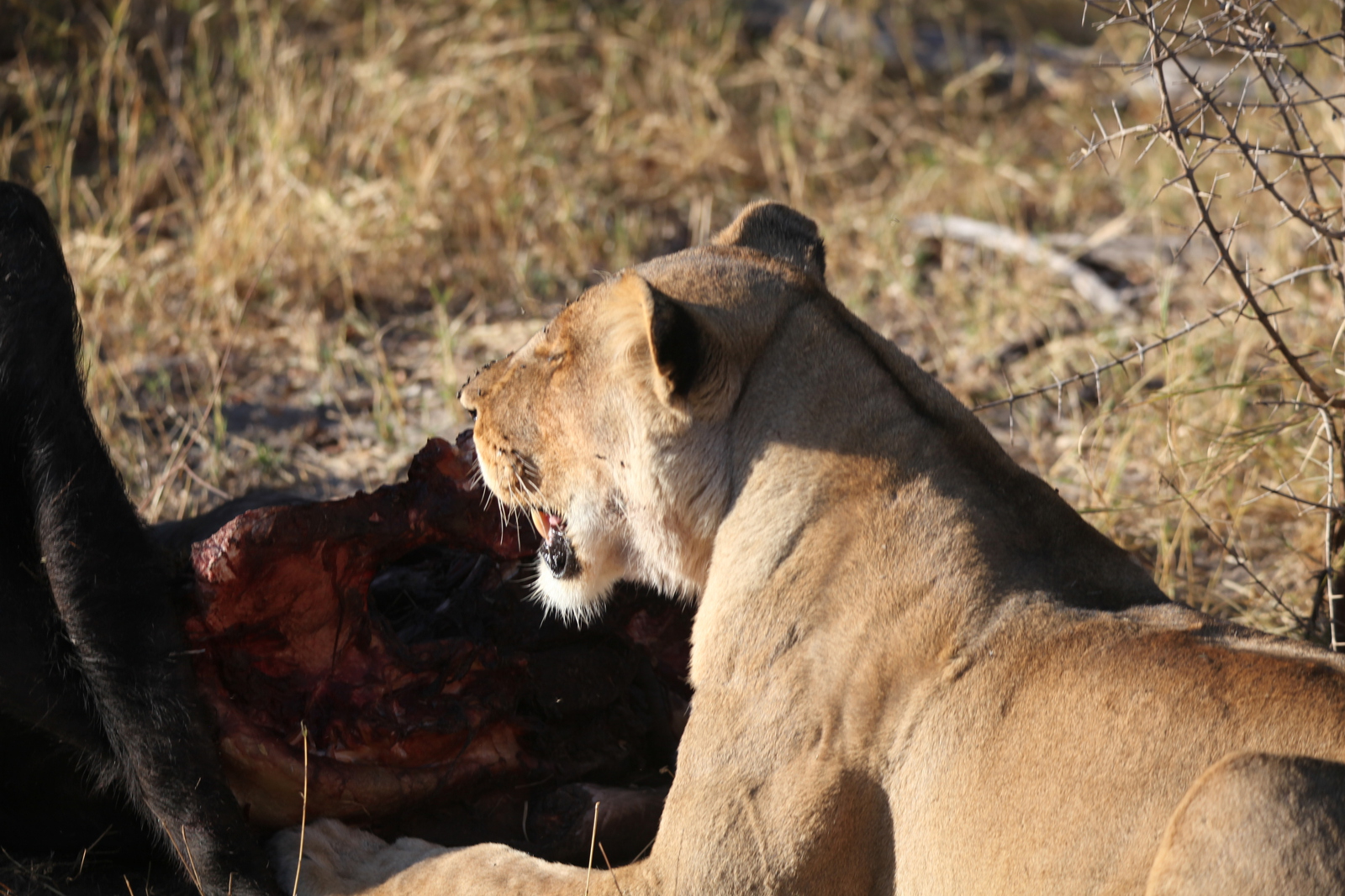 Khwai: Leeuw ( Panthera Leo).0677