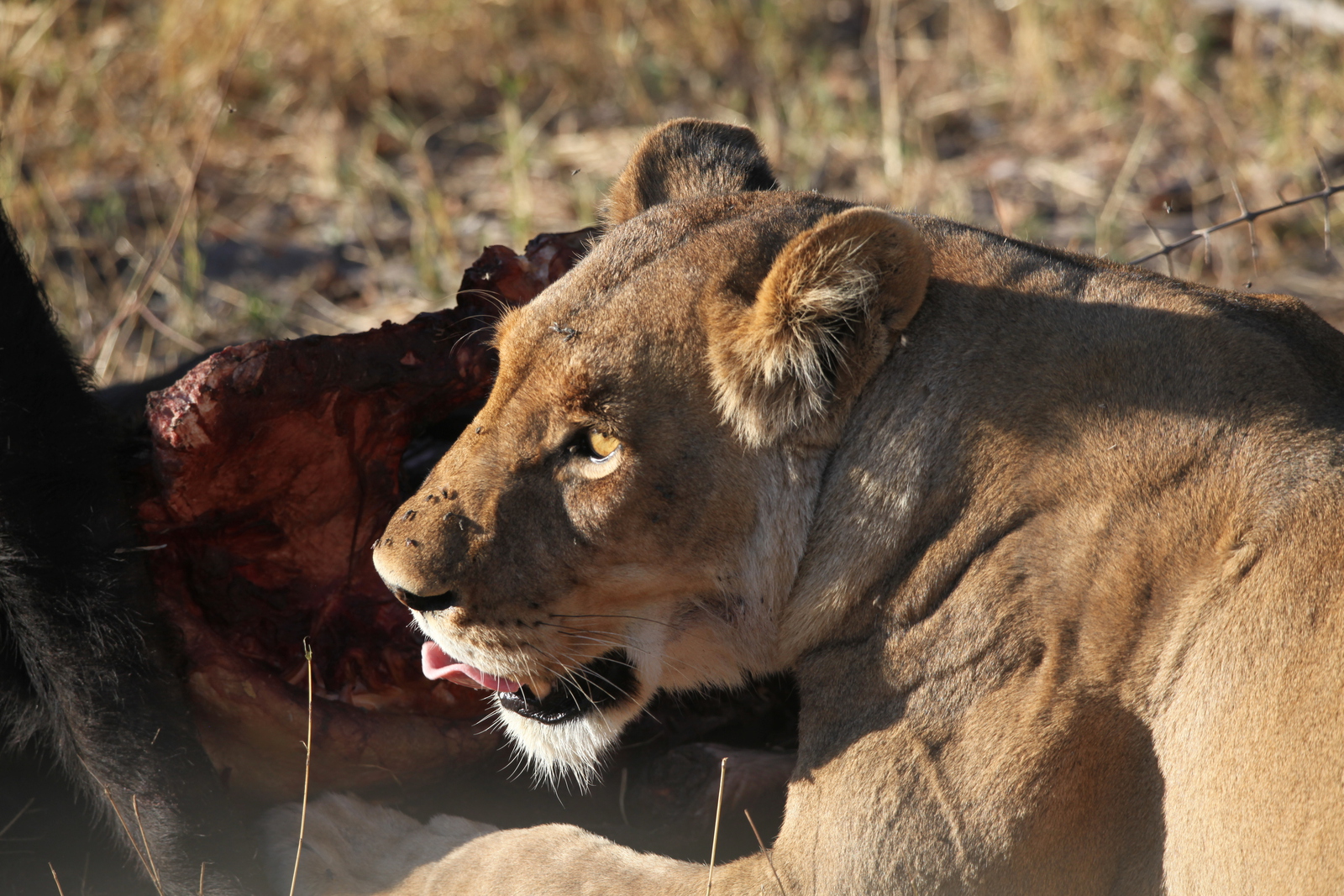 Khwai: Leeuw ( Panthera Leo).0678