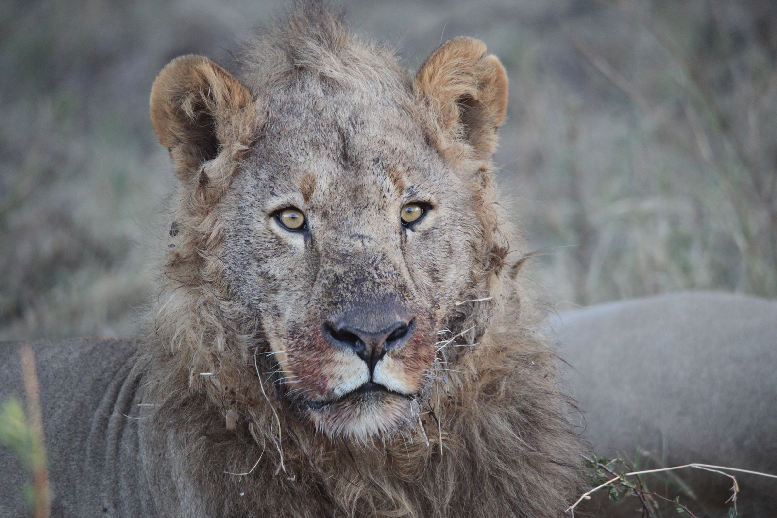 Khwai: Leeuw ( Panthera Leo).0753