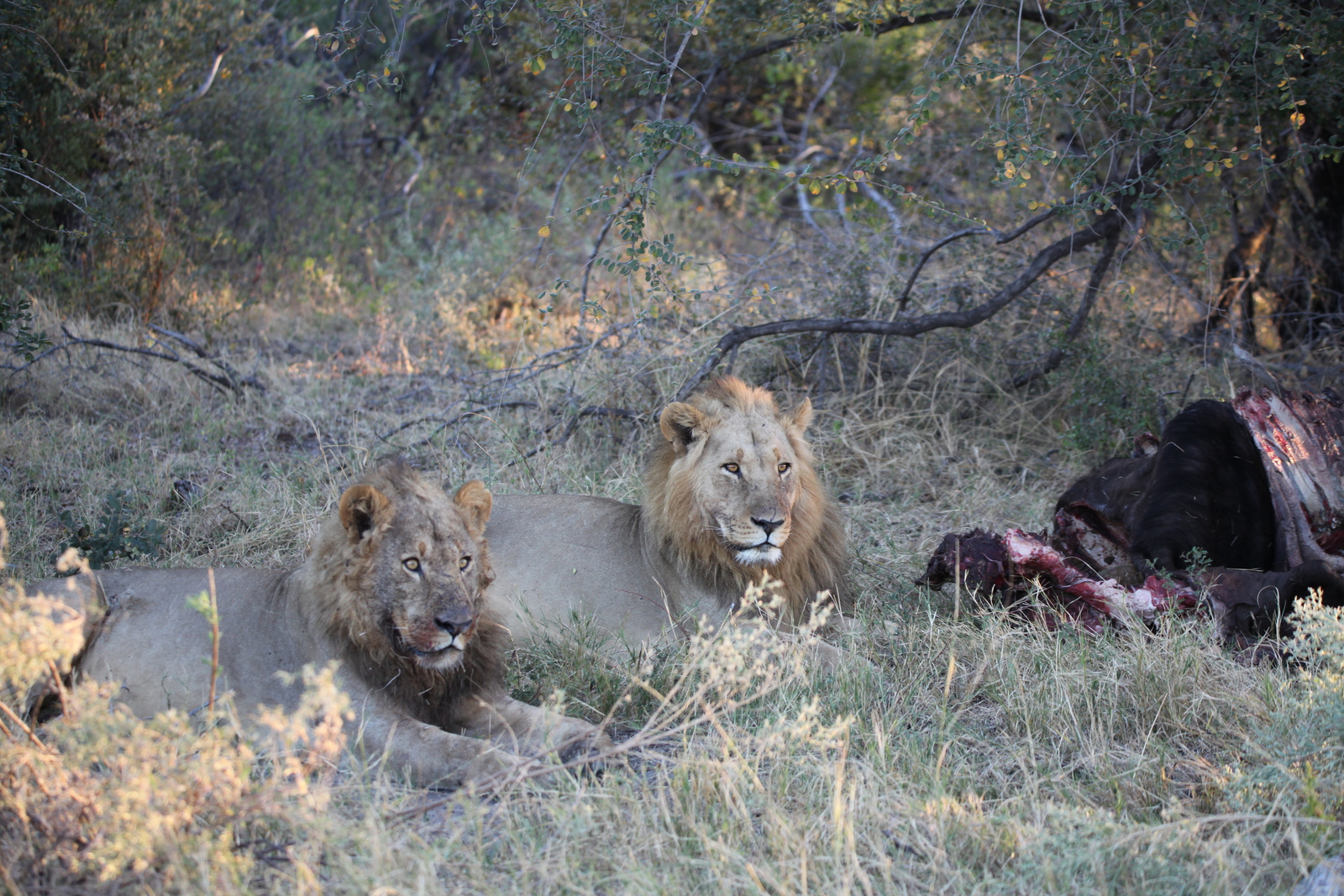 Khwai: Leeuw ( Panthera Leo).0770