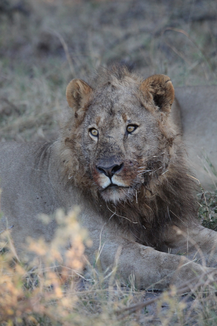 Khwai: Leeuw ( Panthera Leo).0773