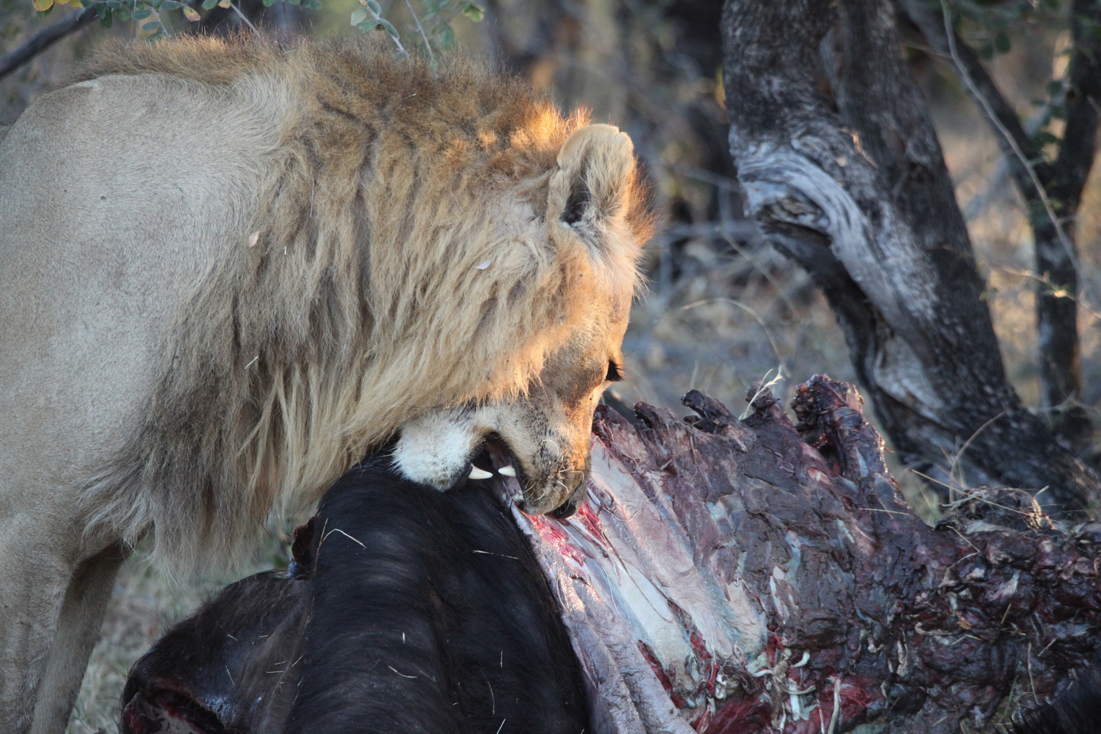 Khwai: Leeuw ( Panthera Leo).0777